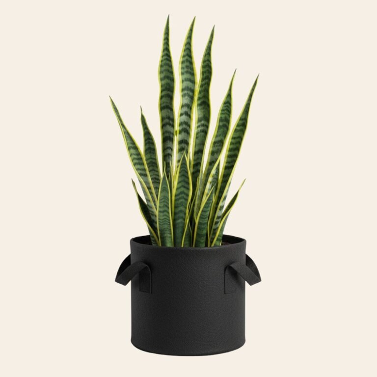 Untitled design (10)