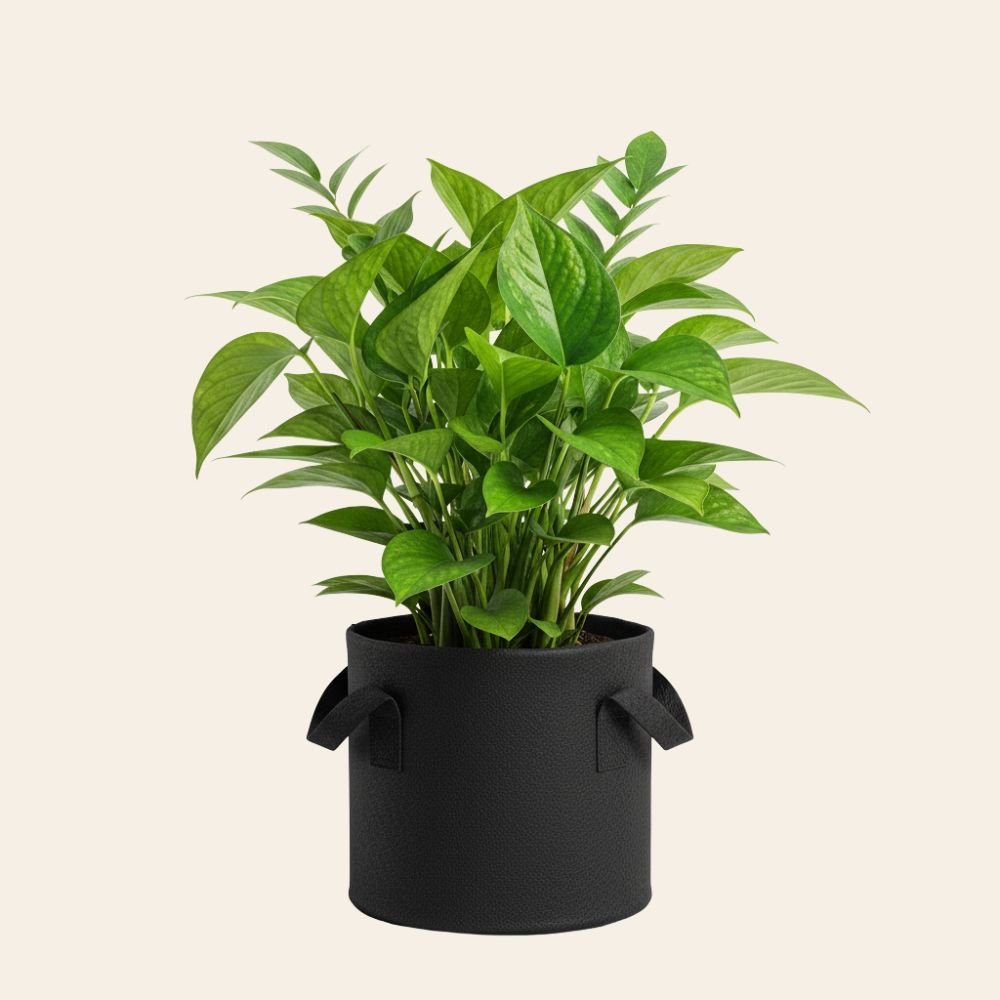 ZZ Plant – Drought Tolerant Indoor Plant