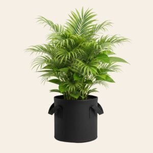 Areca Palm – Air Purifying Indoor Plant