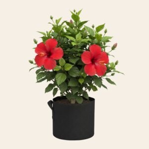 Hibiscus Red – Outdoor Flowering Plant