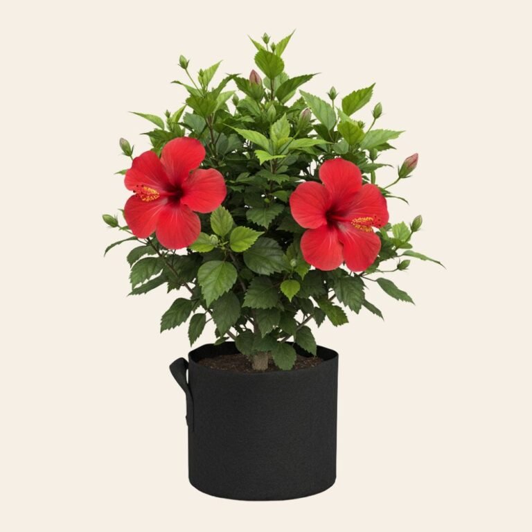 Hibiscus Red – Outdoor Flowering Plant