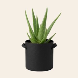 Aloe Vera – Outdoor/Indoor Succulent Plant