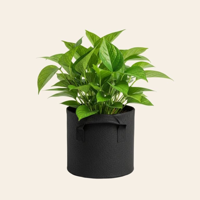 Money Plant Golden – Air Purifying Indoor Plant