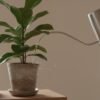 watering indoor plants in home setup